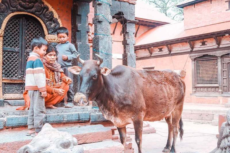 Mom and two boys with bull in Kathmandu, Nepal. 