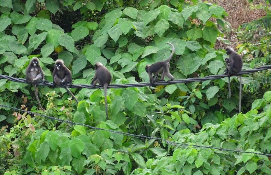 monkeys on a wire