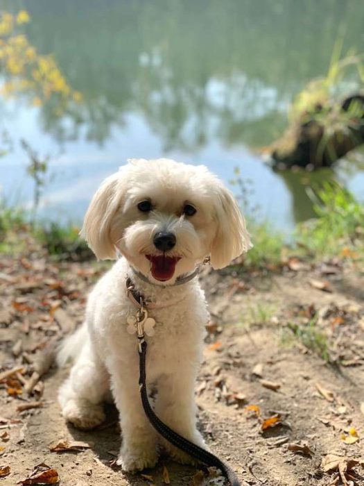 Bella: a white poodle by the water