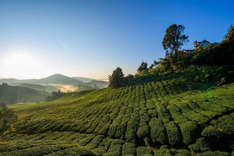 tea plantations; living in penang pros and cons