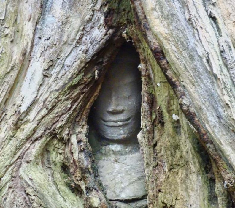 stone face peeking out of tree