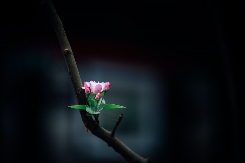 pink flower on a branch
