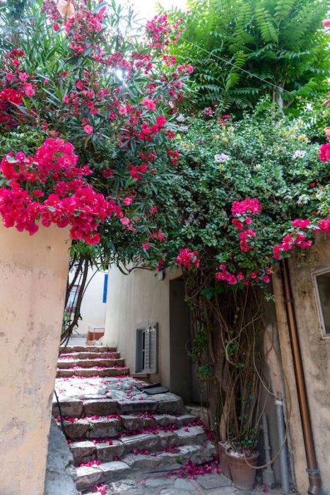flowers in Greek alleyway