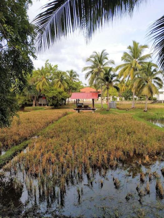 Rice paddy in Langkawi-best places to live in Malaysia