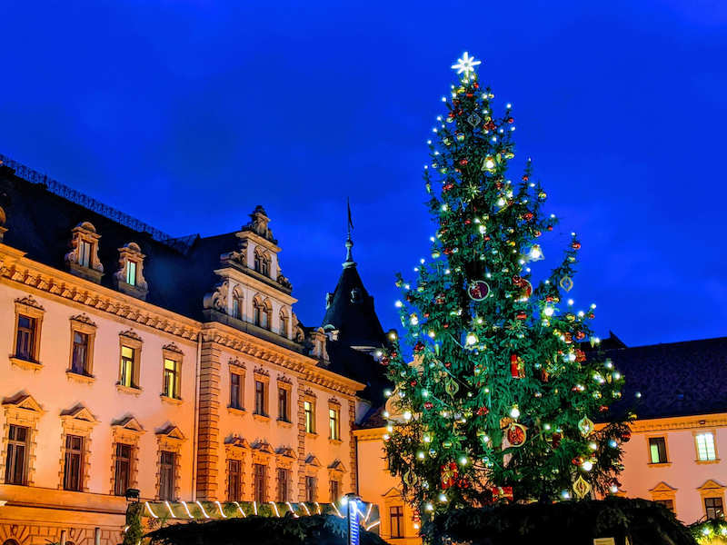 Abroad at Christmas: Large tree in Regensburg