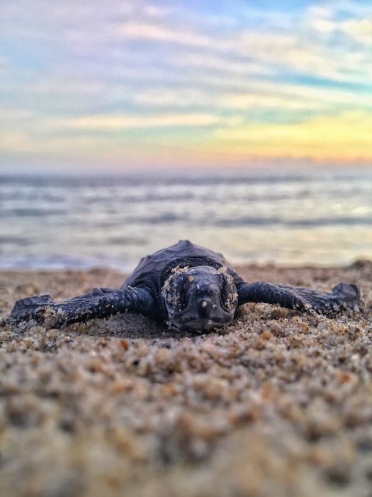 baby turtle close up in sand
