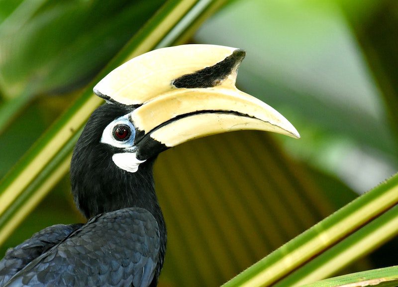 profile of hornbill, Malaysia's national bird