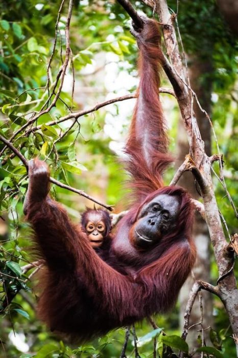 orangutan with baby hanging in tree