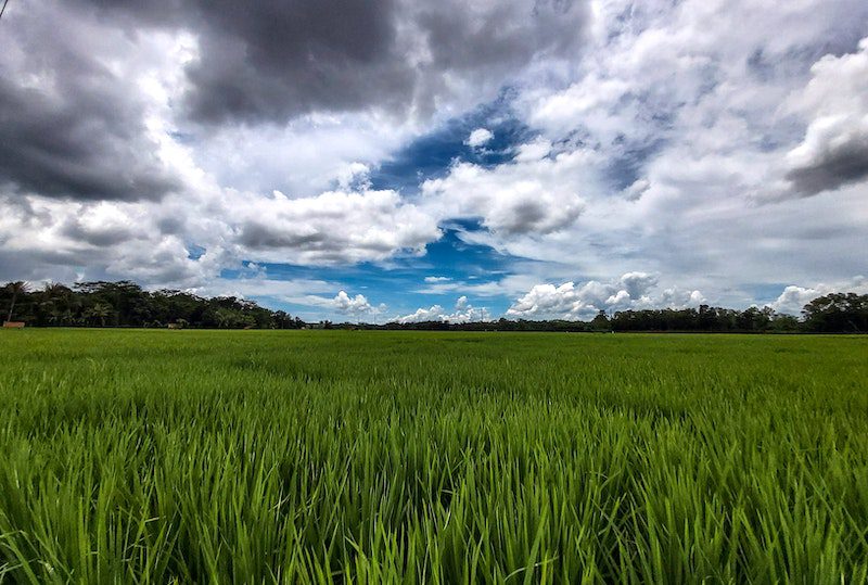 rice paddies: great for a Malaysia short getaway