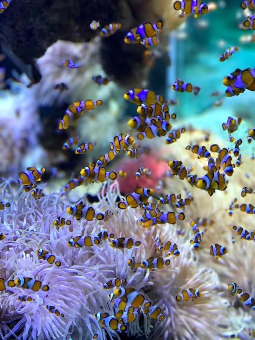 fish mixed inside coral