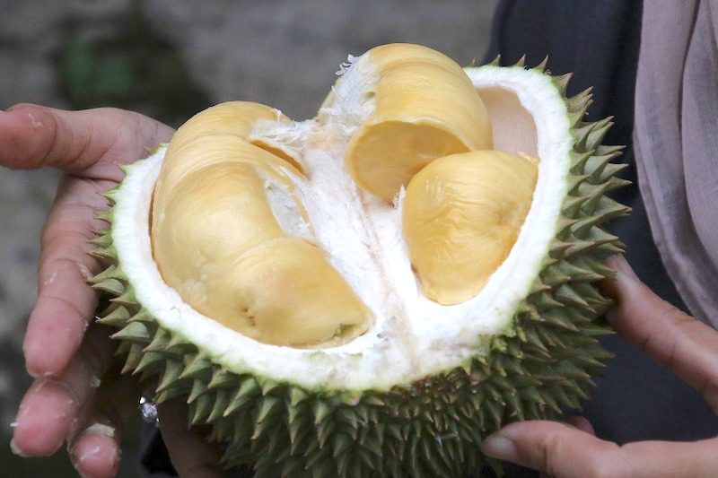 spiky open durian with yellow lobes fruits of malaysia