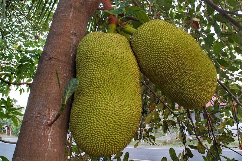 green jackfruit hanging on a tree. One of the most popular fruits of Malaysia 