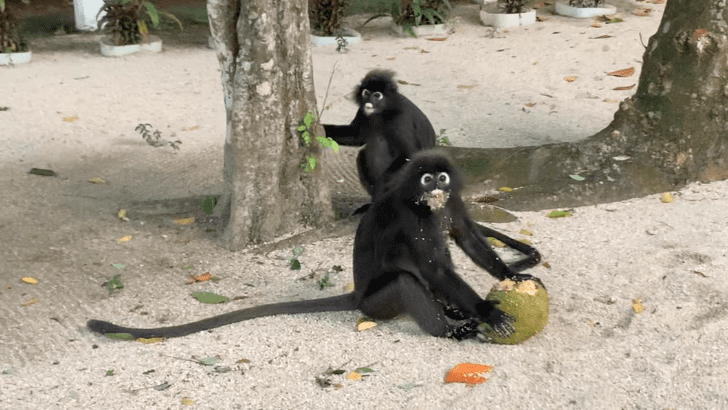 monkeys eating jackfruit