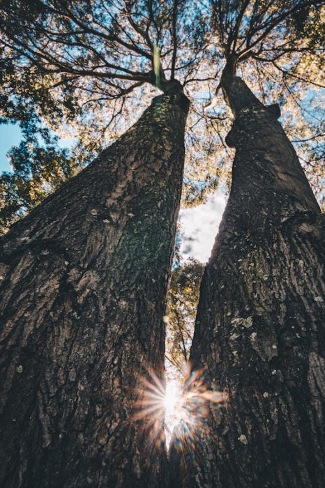 two tall trees with a sunburst between them