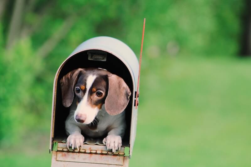 brown and white dog in mailbox