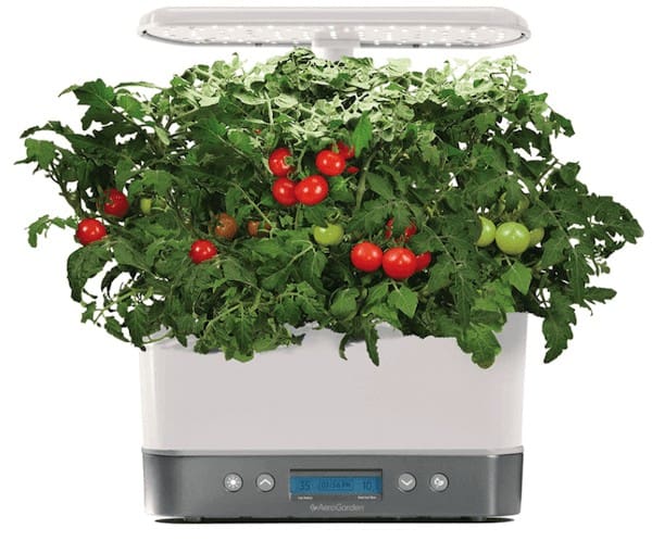 indoor herb and veggie garden with cherry tomatoes is a Unique Gift for Men Who Have Everything
