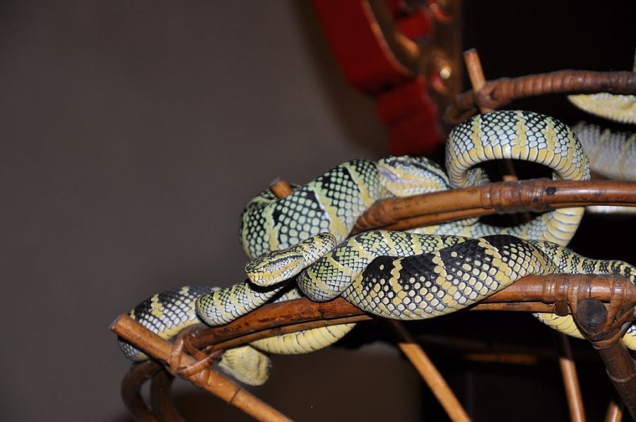 yellow black and white snakes wrapped around a piece of rattan 