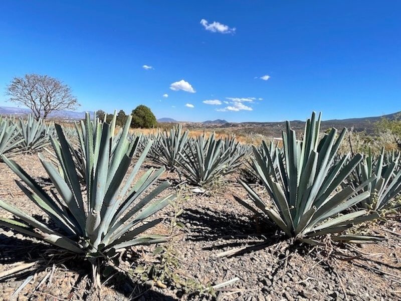 rows of agave for tequila