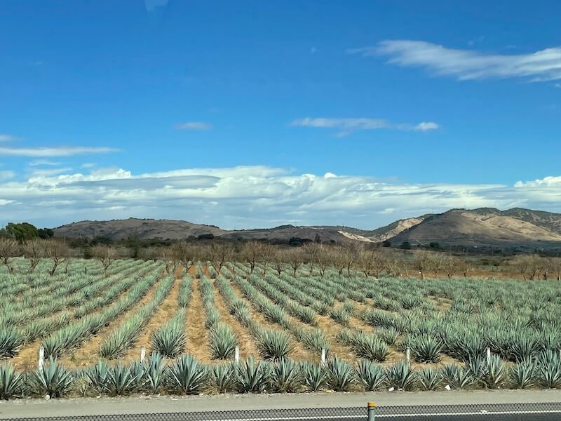 rows and rows of agave on the drive to Tequila for a tour