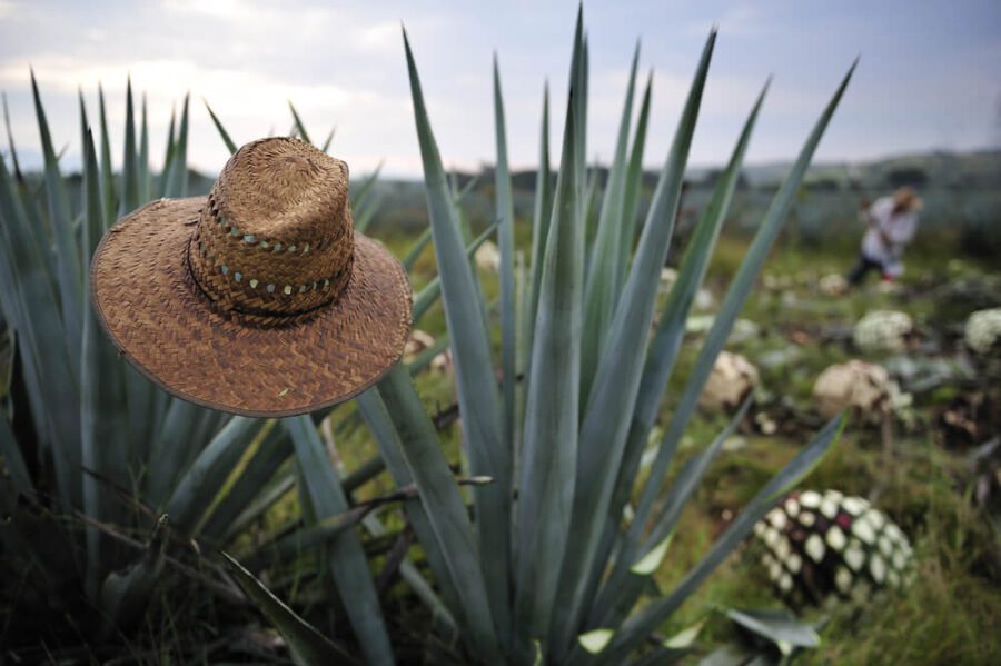 straw hat on a spike of agave seen at a tequila tour in Puerto Vallarta
