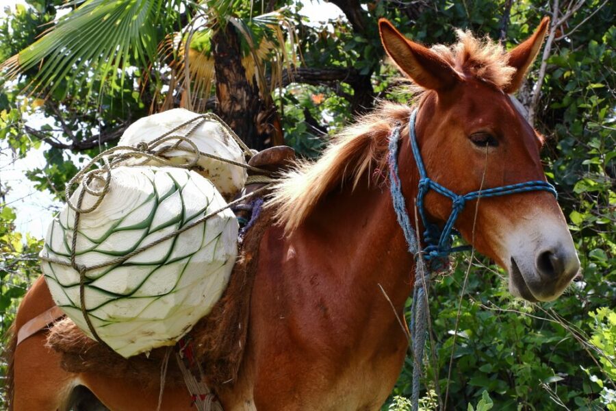 mule with two agave plants at a tequila tour in Puerto Vallarta
