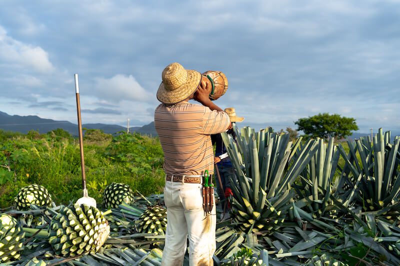 jimador, or tequila farmer in an agave field
