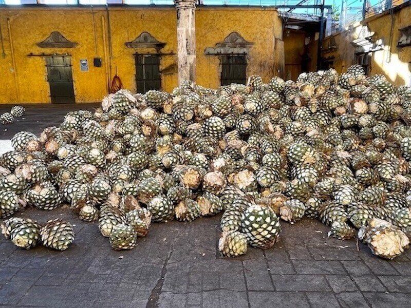 pile of pinas of agave on a tequila tour