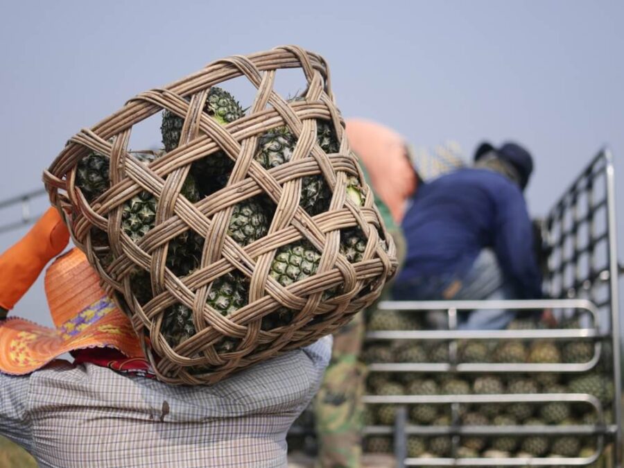 person with agave pinas in a basket