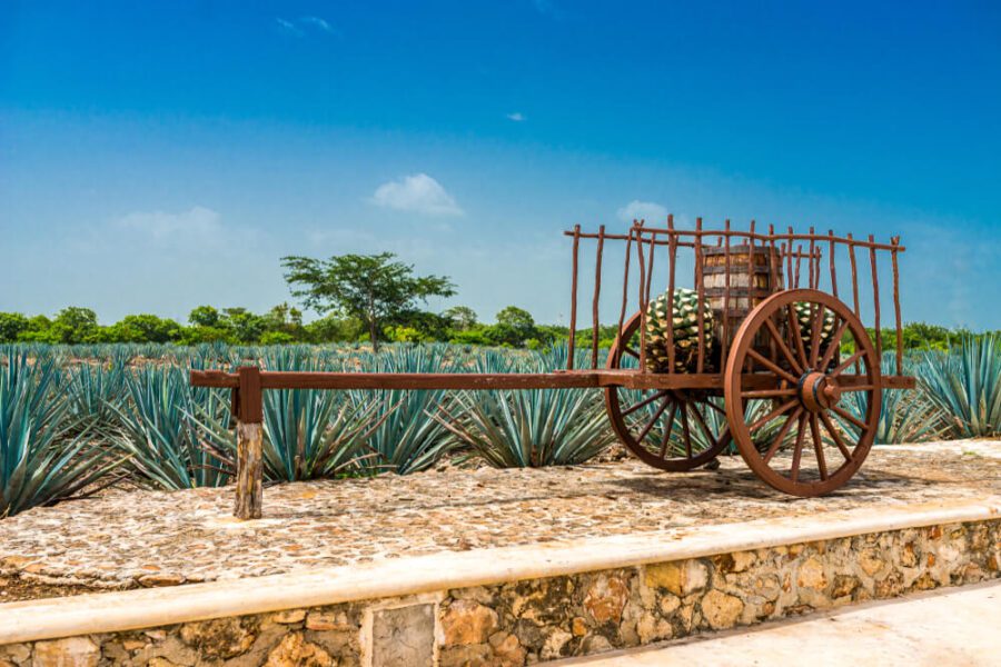 old wagon to pull agave pinas