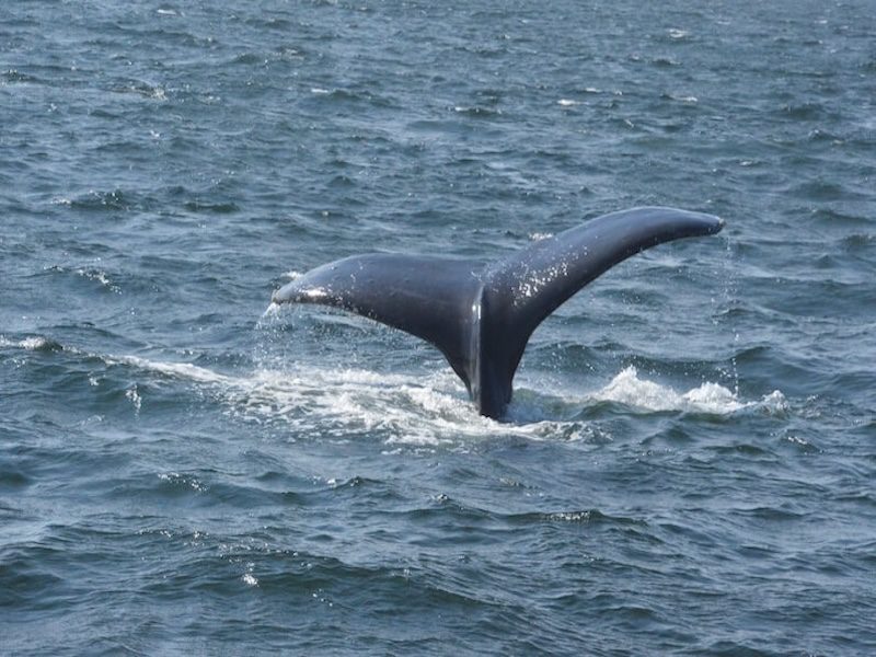 tail from whale watching in Puerto Vallarta