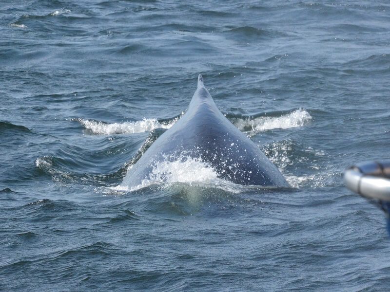 humbpack whale watching puerto vallarta
