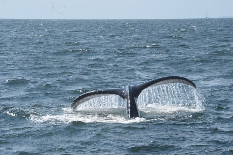 Whale Watching in Puerto Vallarta: A Complete Guide