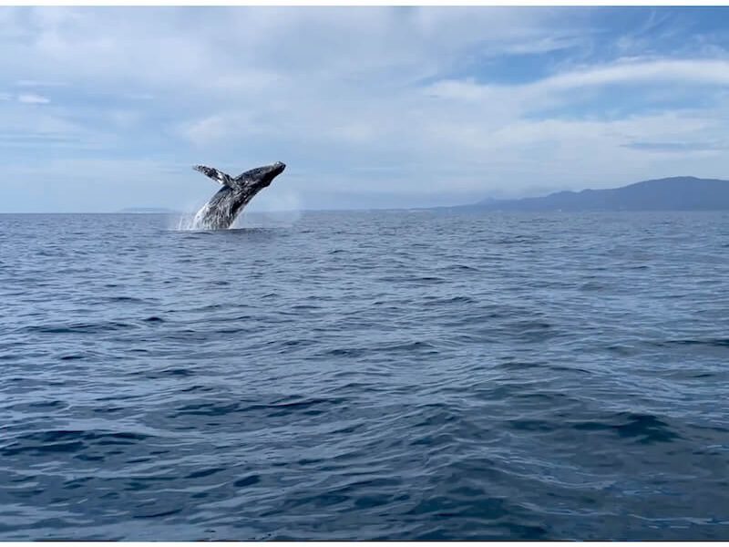 whale breach from Puerto Vallarta tour