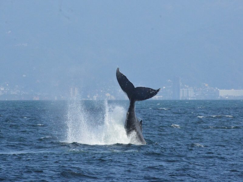 whale watching in Puerto Vallarta tail slap