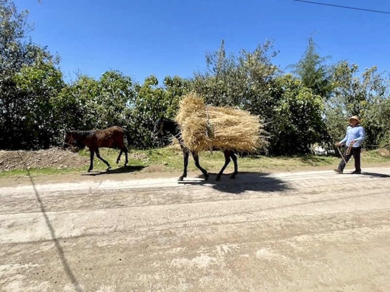 2 horses carrying hay in Mexico