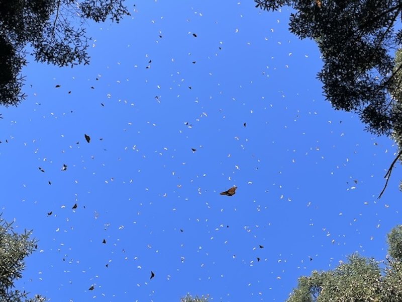blue sky full of monarch butterflies in Mexico