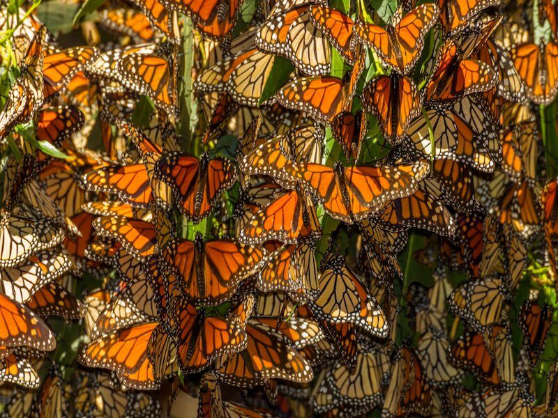 monarch butterflies in mass