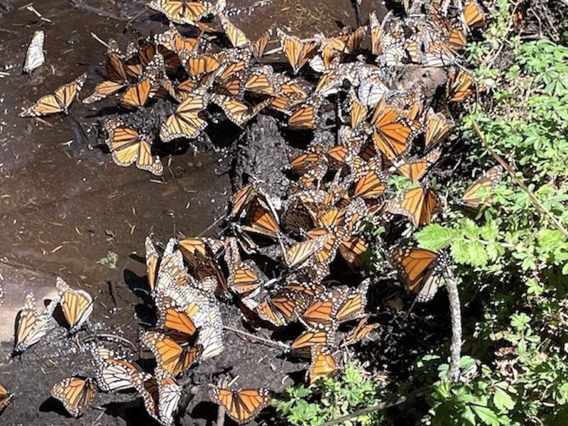 monarchs in Mexico
