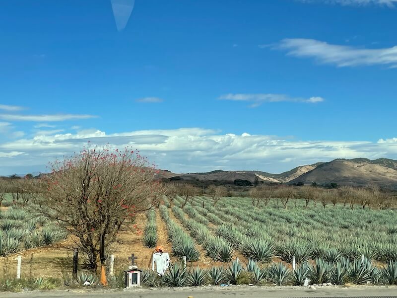 rows of agave in near Tequila