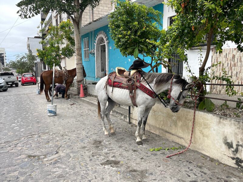 Horses in 5 de diciembre in puerto vallarta