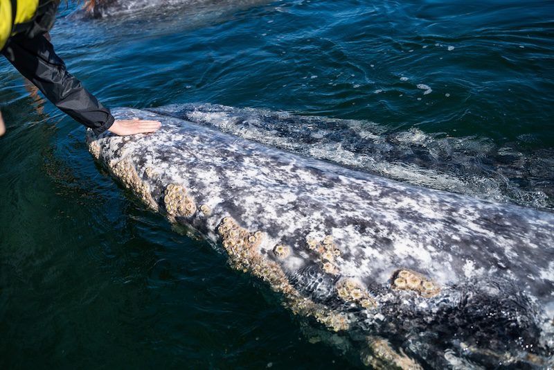 petting gray whales in Mexico
