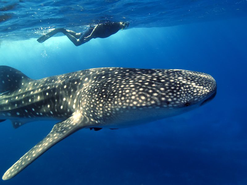 A whale shark swimming just below the surface of the sea with a snorkeler swimming alongside