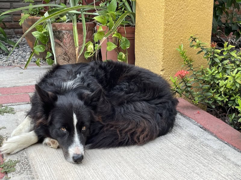 Loki the black and white dog