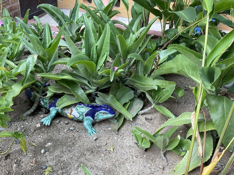 colorful lizard in the garden in Melaque 