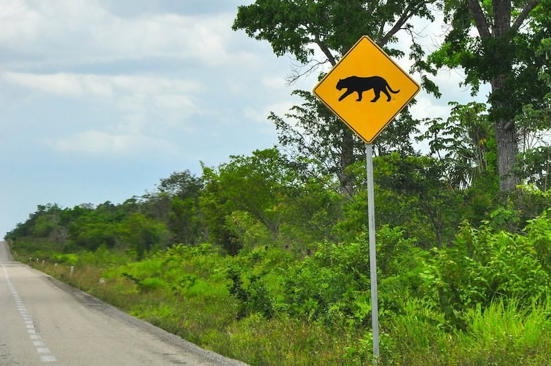 jaguar crossing sign in Mexico
