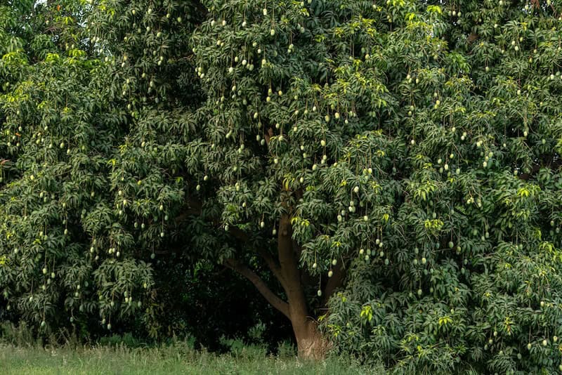 mango trees full of fruit
