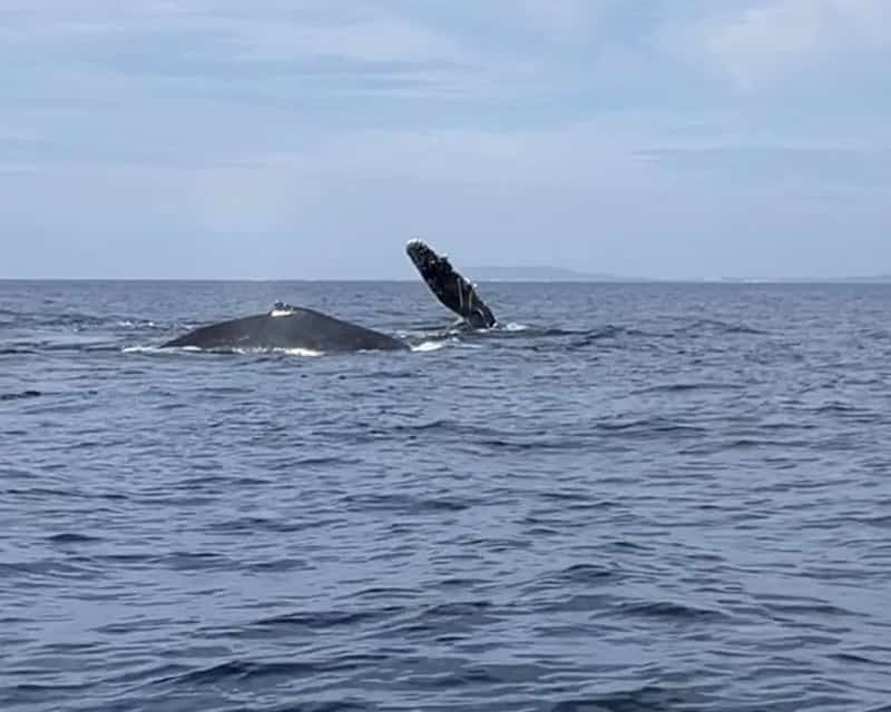 whale season in Puerto Vallarta