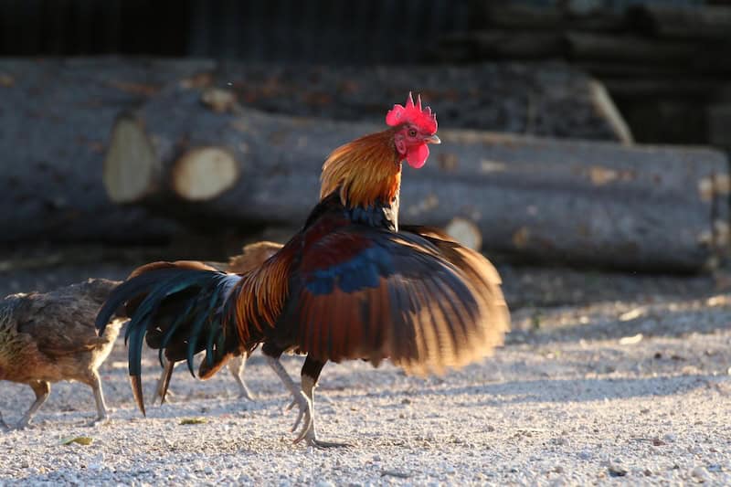 roosters in Mexico