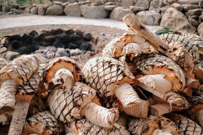 agave hearts or pinas near the roasting pit at Cachasol tequil tasting