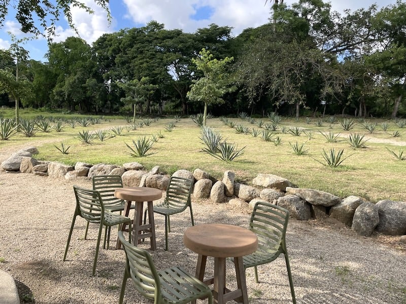 rows of agave near sayulita, mexico